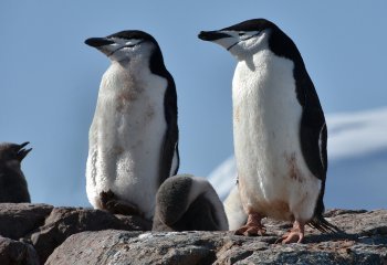 Chinstrap-Penguin-Family-Paul-Jones