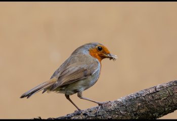 COMMENDED Snack-Time-Robin-John-Spreadbury