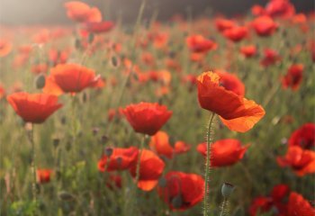 Morning-light-on-Poppies-Carol-Thorne-