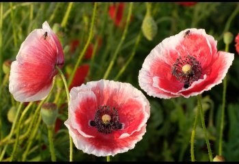 Poppy-Trio-Val-Thomas