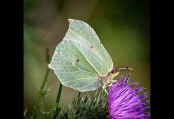 COMMENDED Brimstone Butterfly