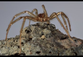 SECOND Spider-from-Mars-John-Smith