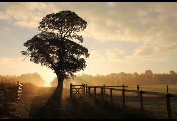 FIRST Oak-Tree-Sunrise-Ruth-Barker