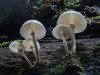 22_John-Hankin_Porcelain-Fungus_First-Place