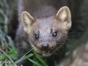 07_John Hankin_Pine marten