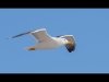 05_David Wallis_Gull in flight