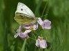 19_John Hankin_Green Veined White_Third place