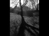 11_Alice Taylor_Shadow tree