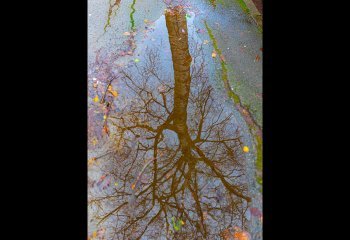 Birch-Tree-Reflection John-Spreadbury