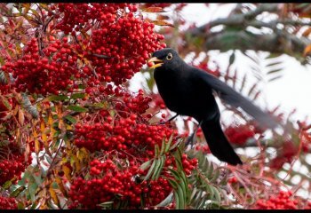 Black-Bird-Red Berry Dave-Cahill