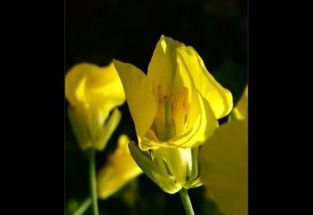 Rapeseed-Flower Carol-Thorne