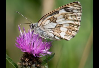 Marbled-White David-Wallis