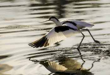 Highly-Commended Walking-on-water-Jill-Bewley