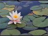 14_Carol-Thorne_Waterlily_First-place