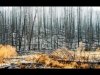 16_David Wallis_Berry fire, Grand Teton National Park_First place