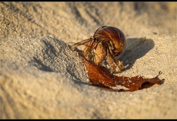 FIRST_Hermit-Crab_Martyn-Smith