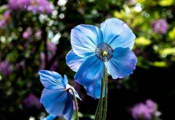 Himalayan-Blue-Poppy_Nigel-Rogers