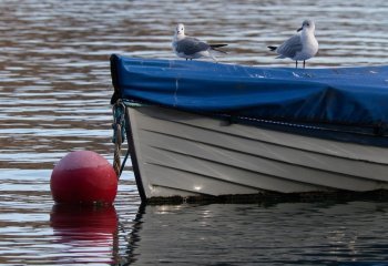 Serene-Seagulls_Chris-Donohoe