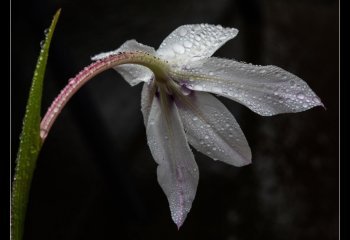 Droplets-on-Abyssinian-Gladiolus