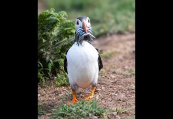Gone-Fishing-Skomer