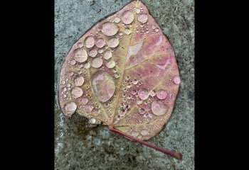Natures-magnifying-glass