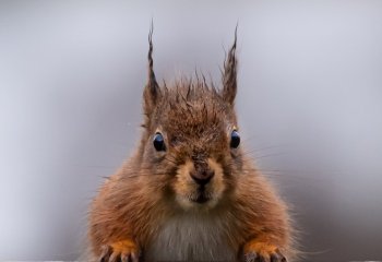 Soggy squirrel