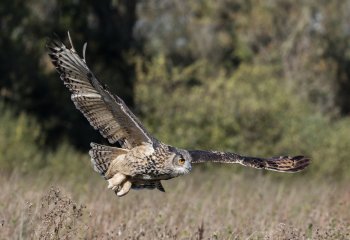 Eagle-Owl-Swoop