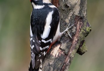 Greater-Spotted-Woodpecker