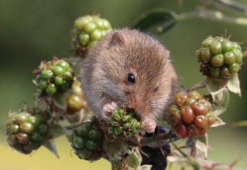 Harvest-Mouse-on-Bramble
