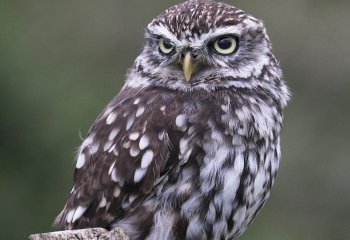 Little-Owl