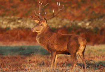 Red Deer Stag at Sunrise