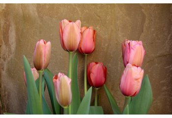 johnjones_Pink-Tulips