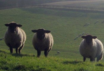 johnjones_Sheep-in-Happy-Valley