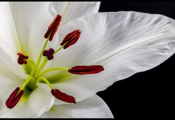 Star Gazer Lily
