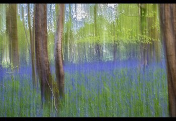 Blue-Bell-Woods