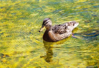 COMMENDED_Female_Gadwall_Steve-Kirby