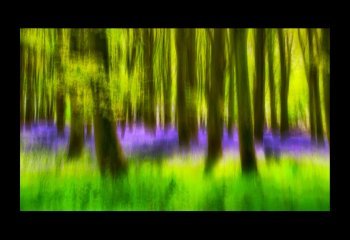 Bluebells-ICM_Colin-Hoskins