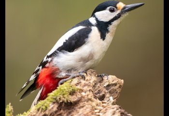 Greater_spotted_woodpecker_Andrew-Roca