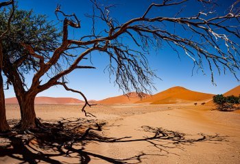 Shade-in-the-Namib-Desert_Nigel-Rogers