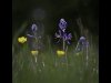 1_13_Mike-Cheeseman_Camassia_Highly-commended