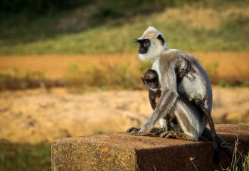 Martyn-Smith-Mum-and-baby-Black-Faced-Langur