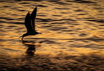 Martyn-Smith-Skimmer-at-Sunset