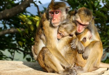 Martyn-Smith-Toque-Macaque-family