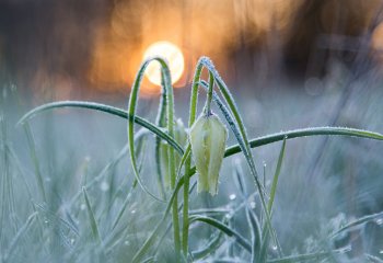 FROSTED-FRITILLARY