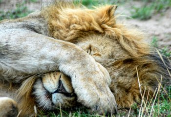 Peggy-Howard-Beware-sleeping-lion
