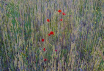 Wheat Poppies.jpg