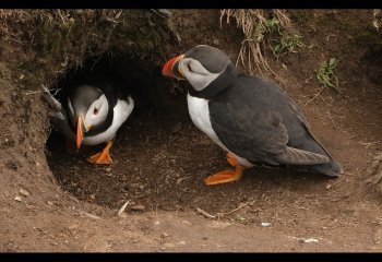 Puffins-eyeing-up-their-new-home-Val-Thomas