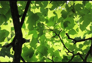 Into-the-canopy-Carol-Thorne