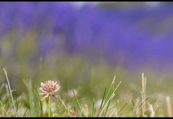 Third-In-clover-Sue-Gunnee