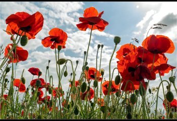 Second-Poppy-Field-Dave-Cahill